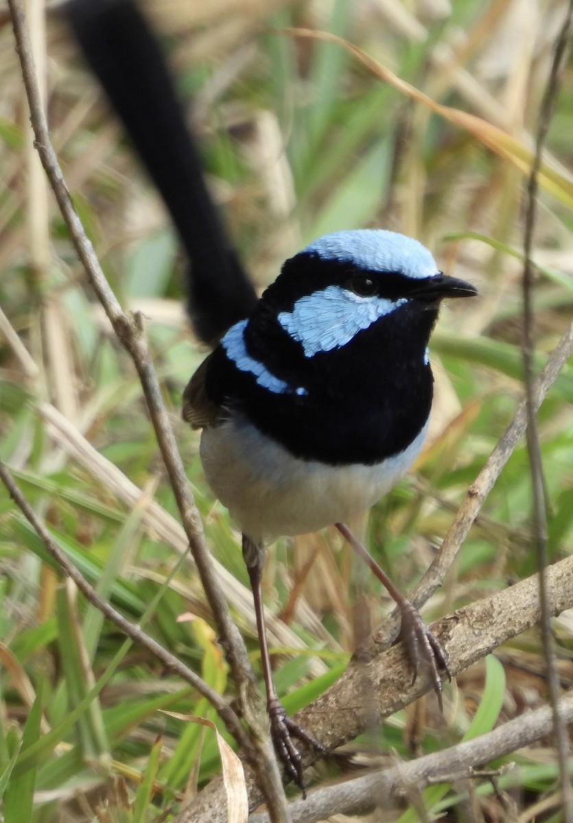 Superb Fairywren - Maylene McLeod