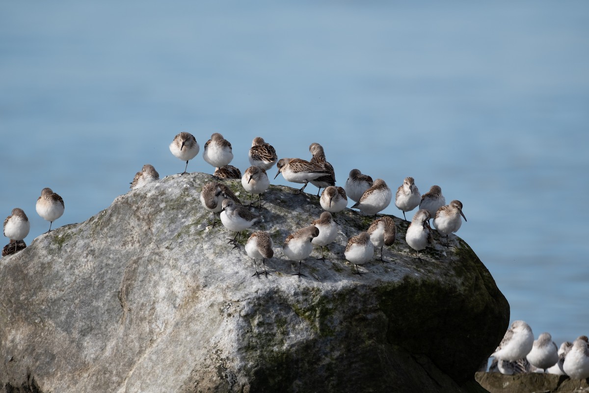 Western Sandpiper - ML624010057