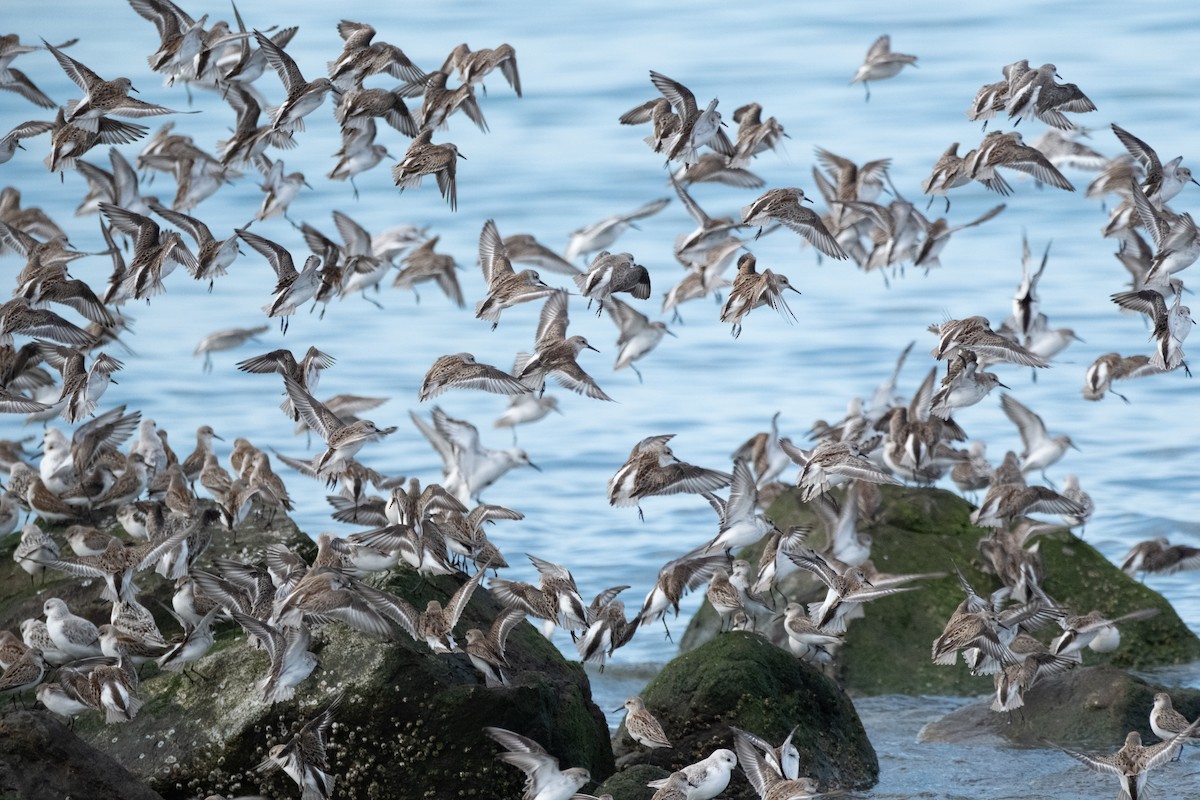 Western Sandpiper - ML624010058