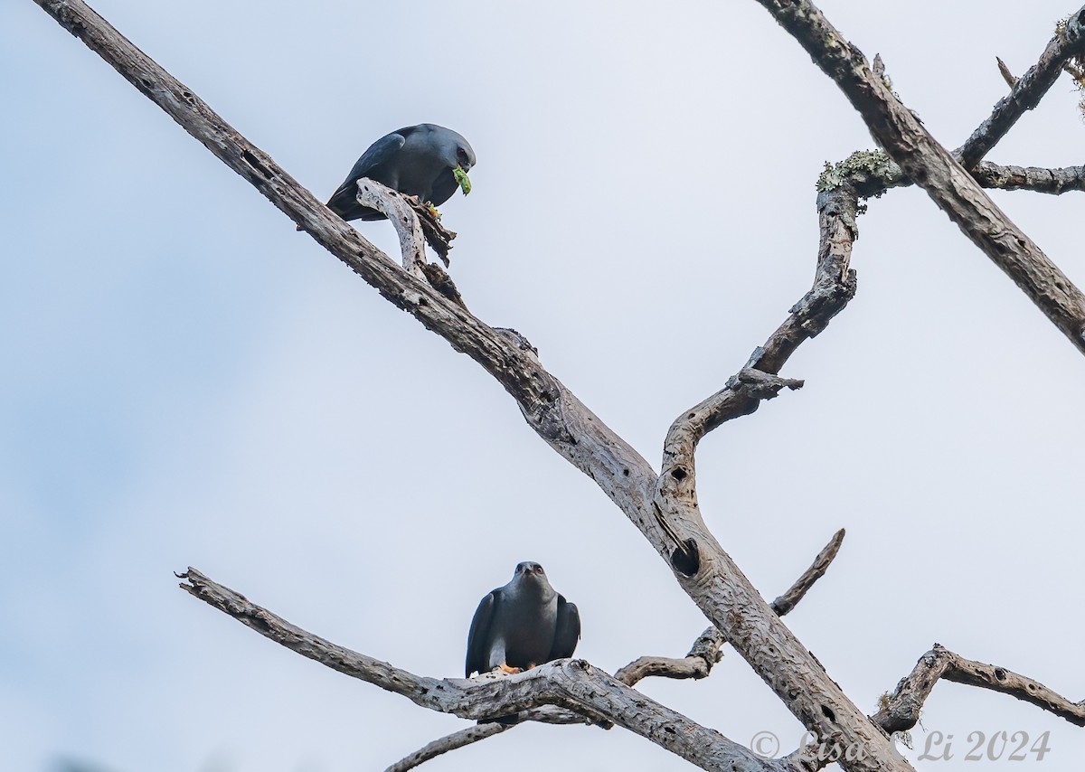 Plumbeous Kite - ML624010072