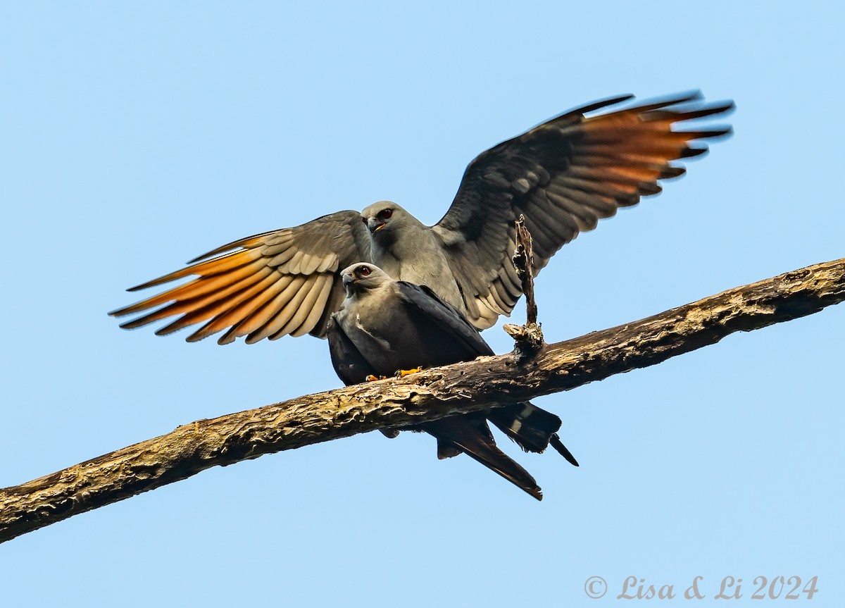 Plumbeous Kite - ML624010077