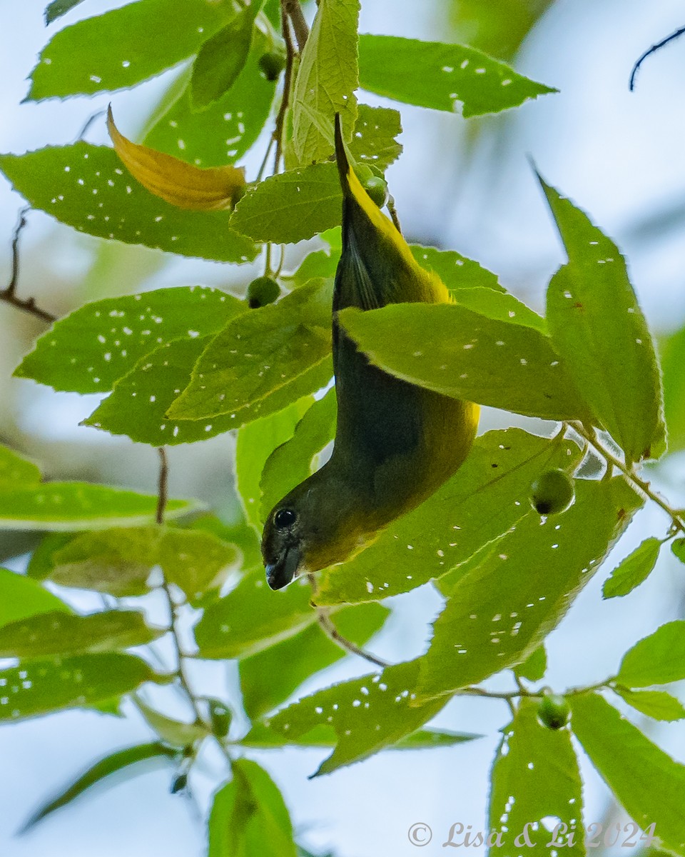 Bronze-green Euphonia - ML624010108