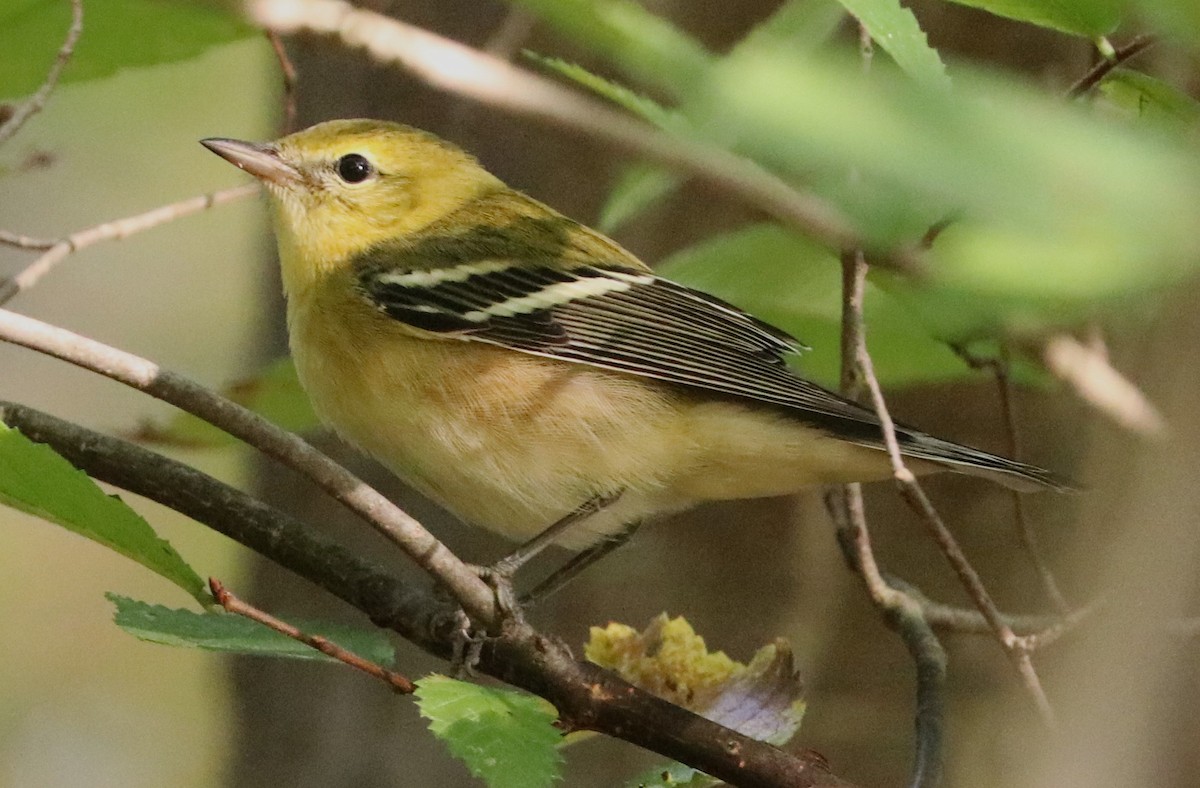 Bay-breasted Warbler - ML624010117