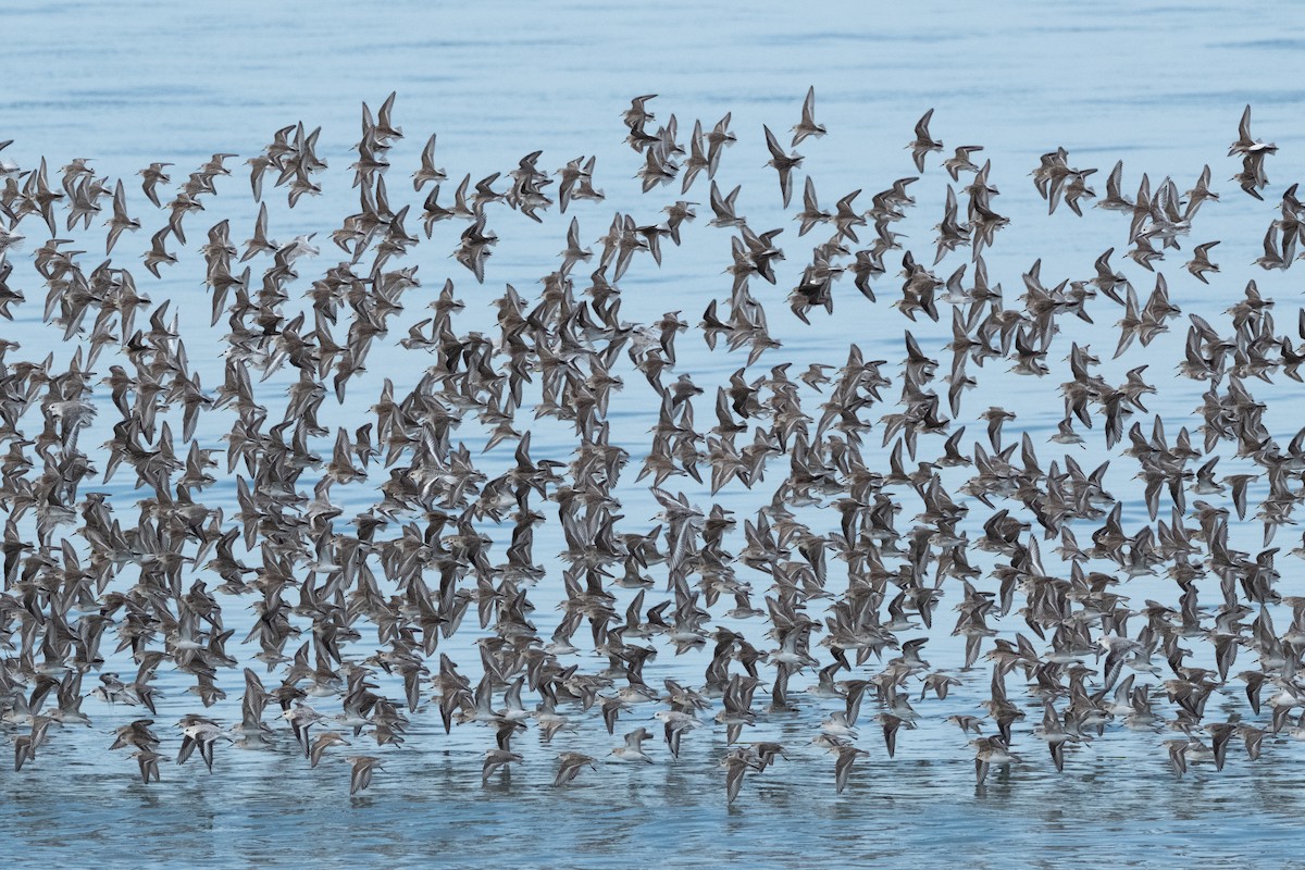 Western Sandpiper - ML624010141