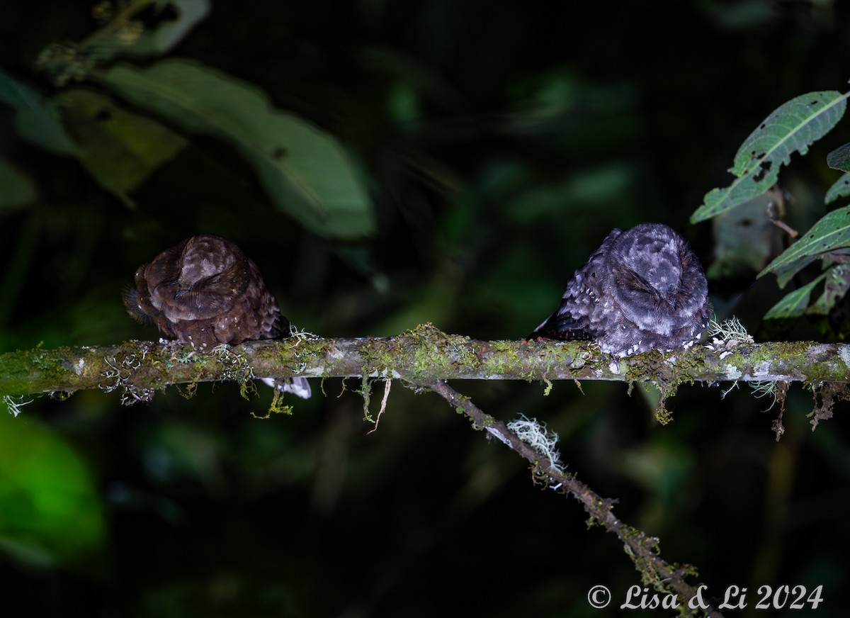 Ocellated Poorwill - ML624010143