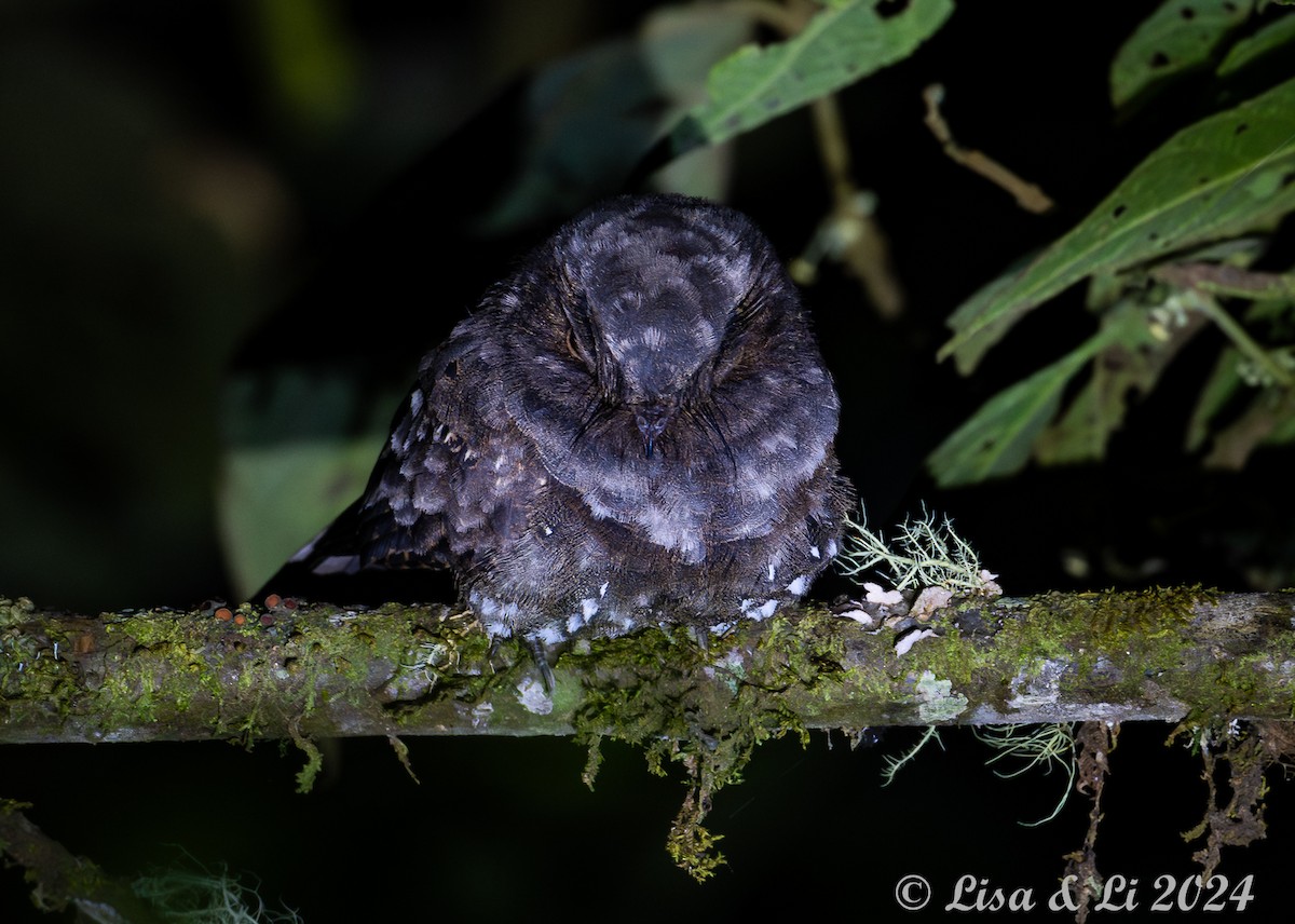 Ocellated Poorwill - ML624010147