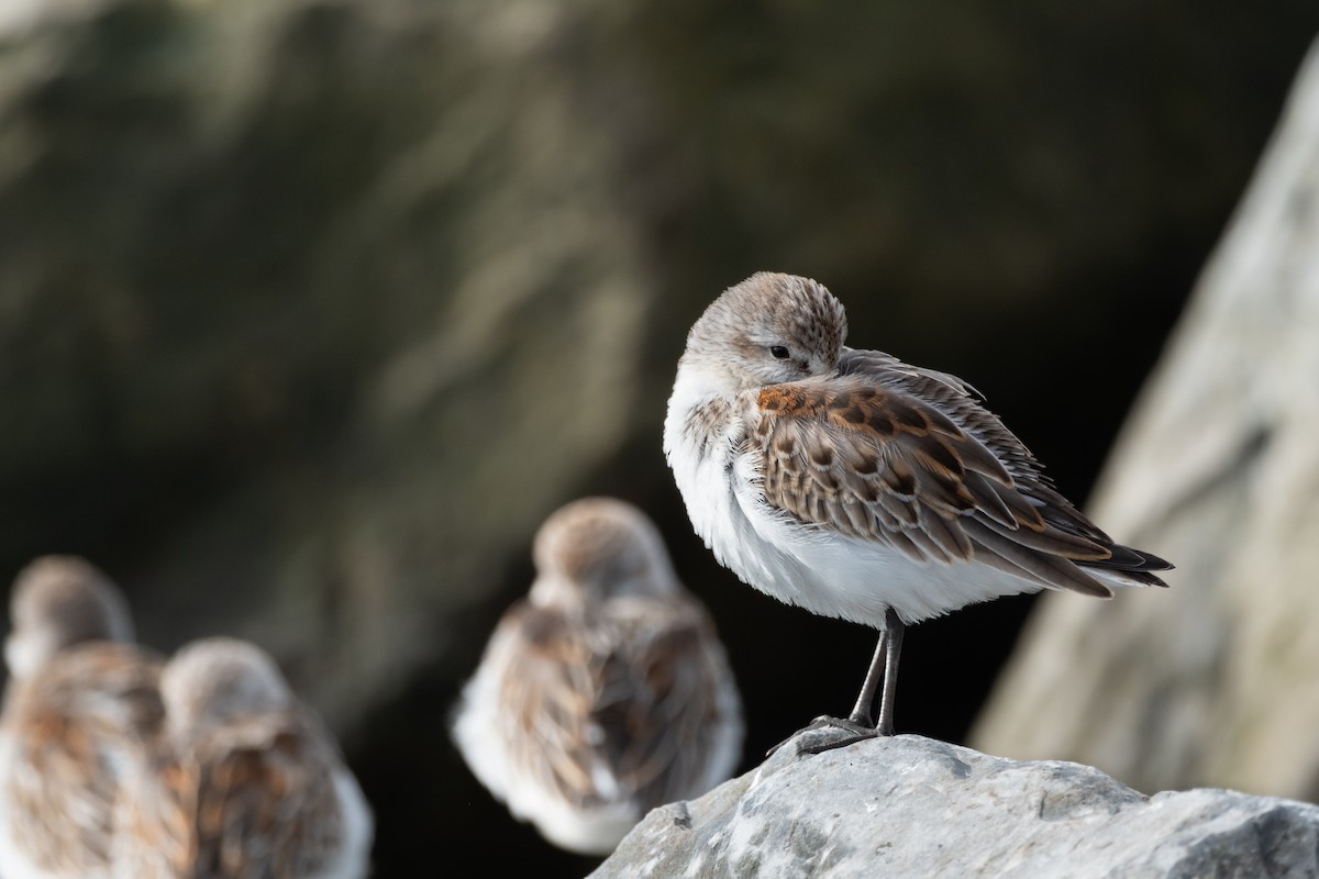 Western Sandpiper - Alex Leeder