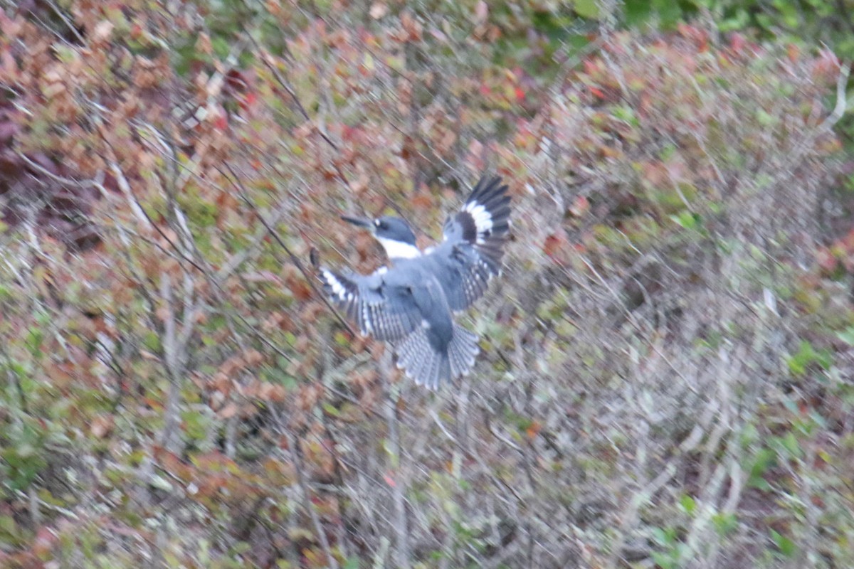 Belted Kingfisher - ML624010161