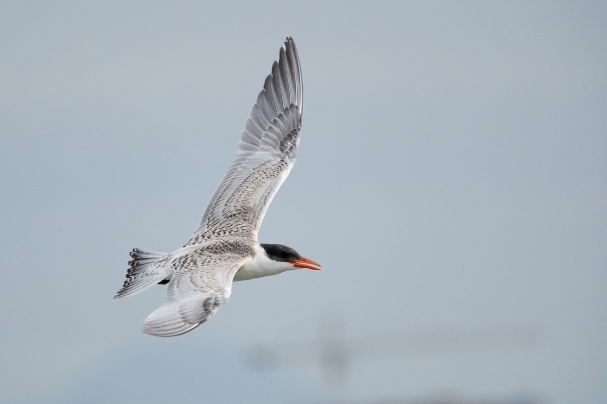 Caspian Tern - ML624010168