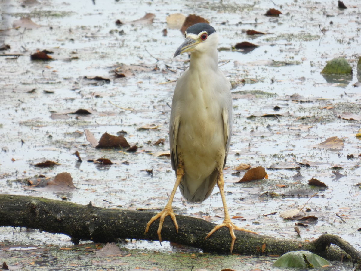 Black-crowned Night Heron - ML624010174