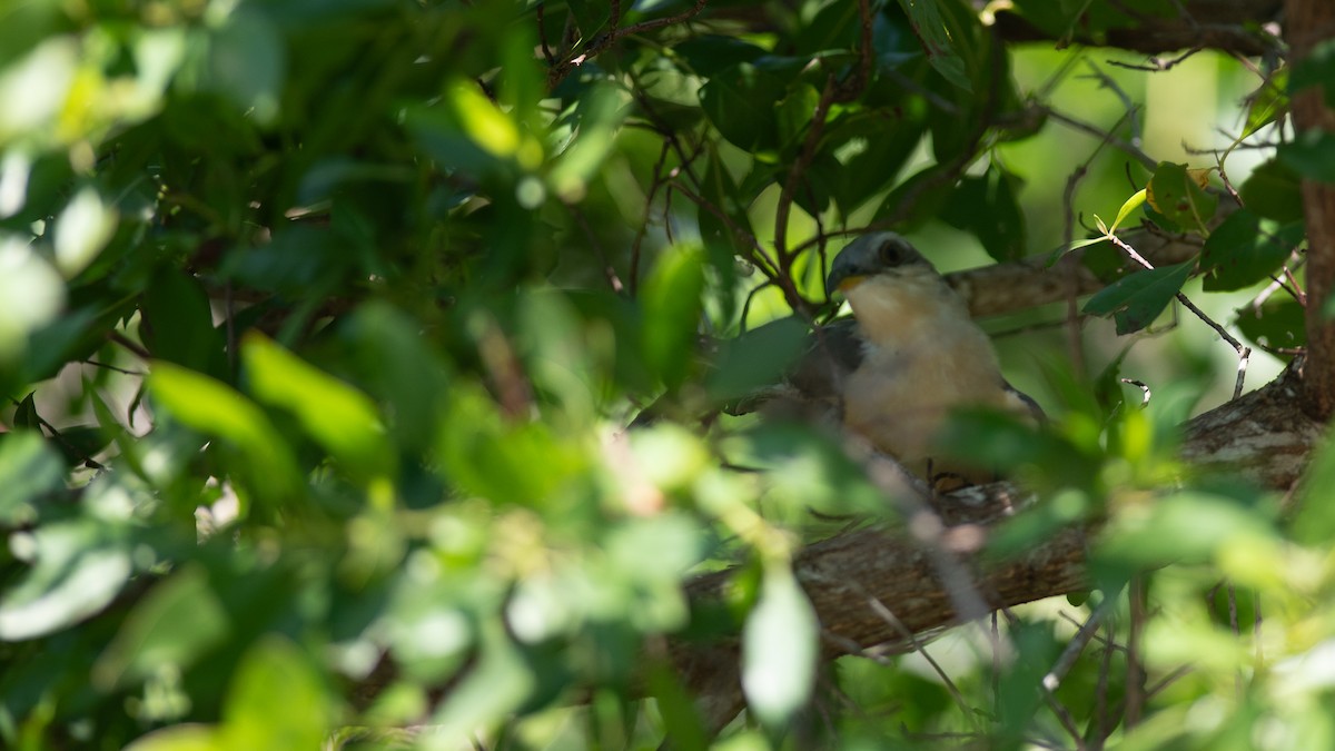 Mangrove Cuckoo - ML624010182