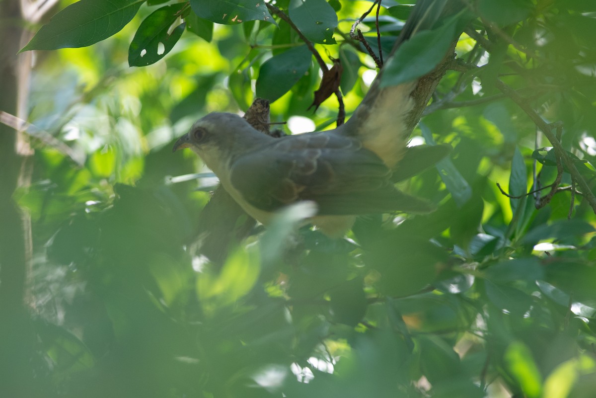 Mangrove Cuckoo - ML624010183