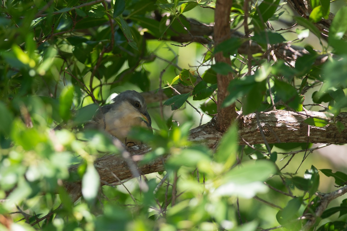 Mangrove Cuckoo - ML624010184