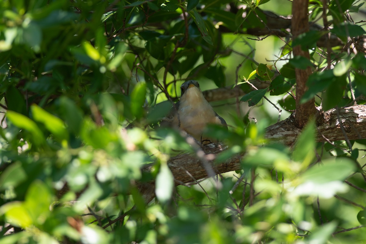 Mangrove Cuckoo - ML624010185