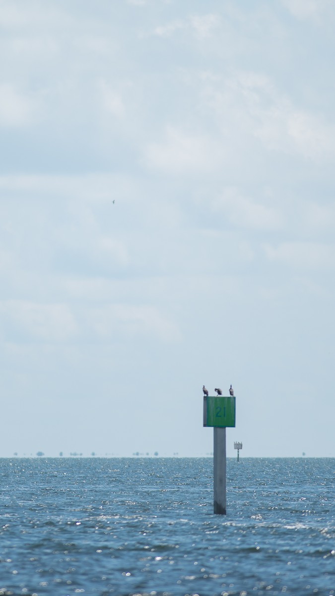 Magnificent Frigatebird - Robert Carter