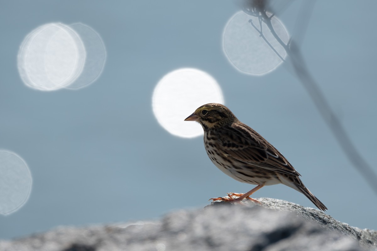 Savannah Sparrow - ML624010205