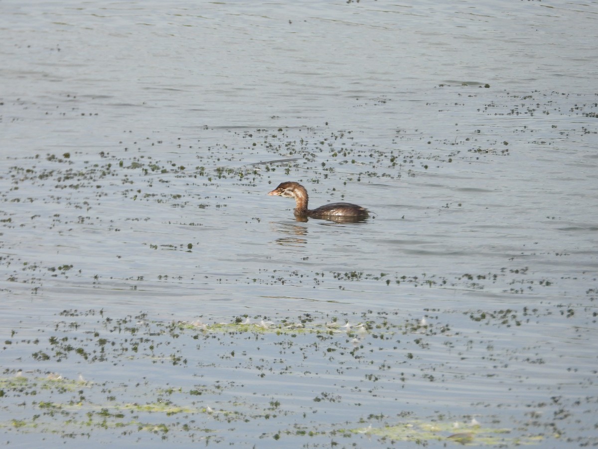 Pied-billed Grebe - Chantal Côté