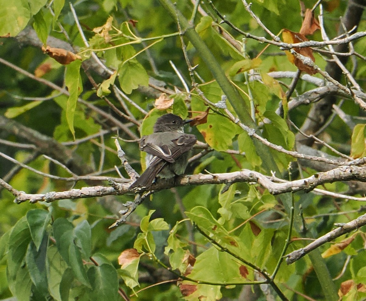 Eastern Phoebe - Patricia Rettig