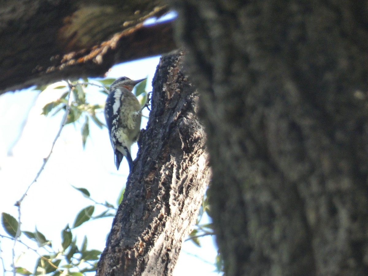 Yellow-bellied Sapsucker - ML624010221