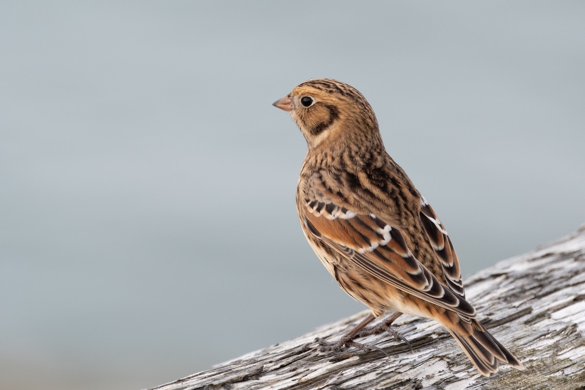 Lapland Longspur - ML624010223