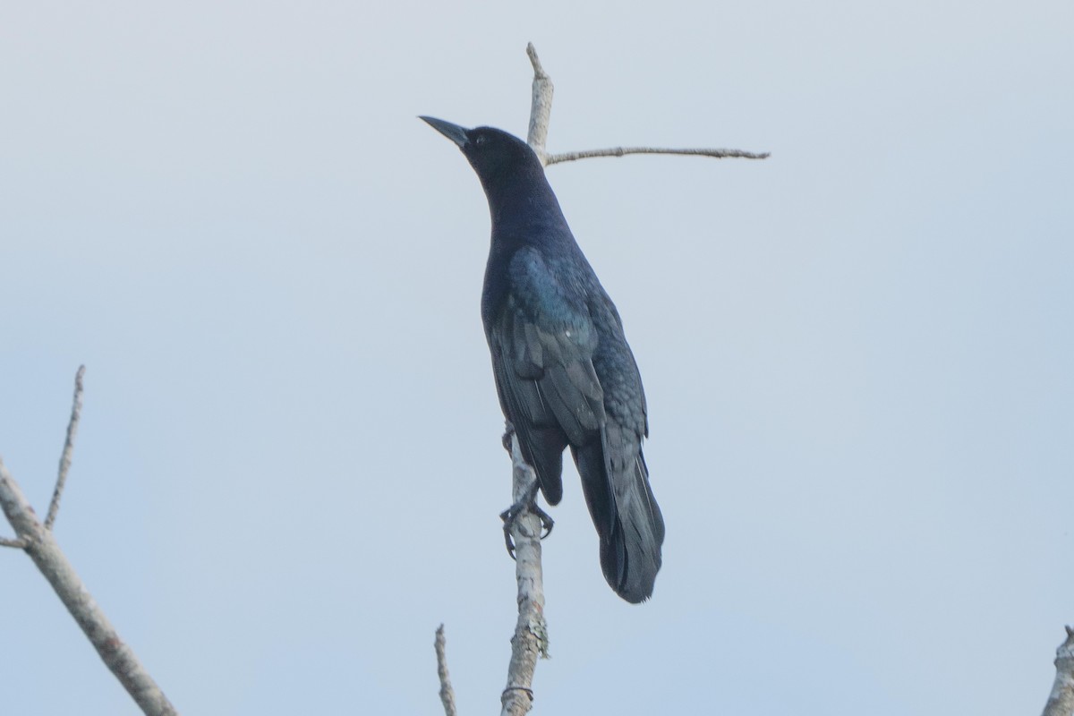 Boat-tailed Grackle - Hoiman Low