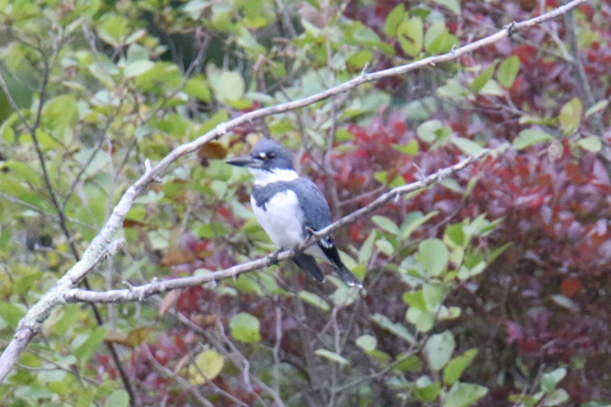 Belted Kingfisher - ML624010227