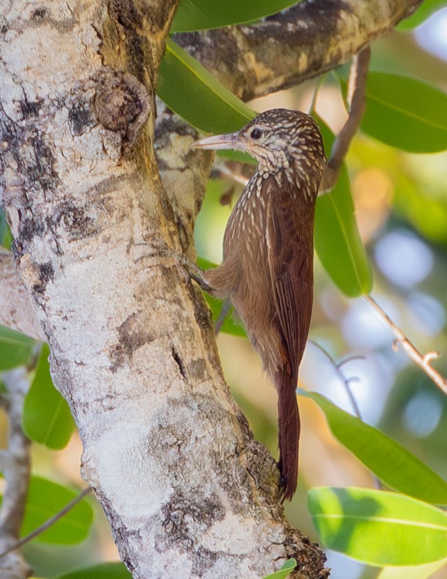 Straight-billed Woodcreeper - ML624010236