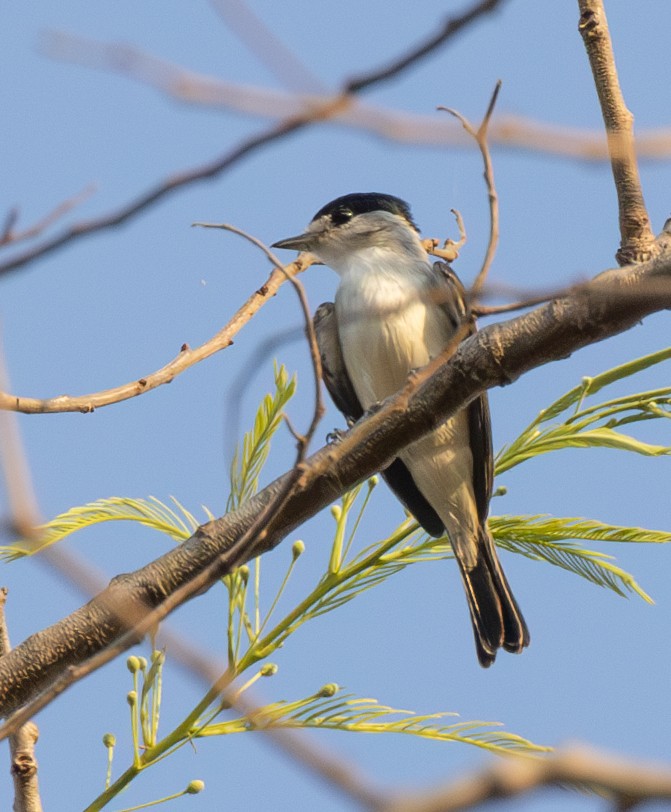 White-naped Xenopsaris - Eduardo Faria