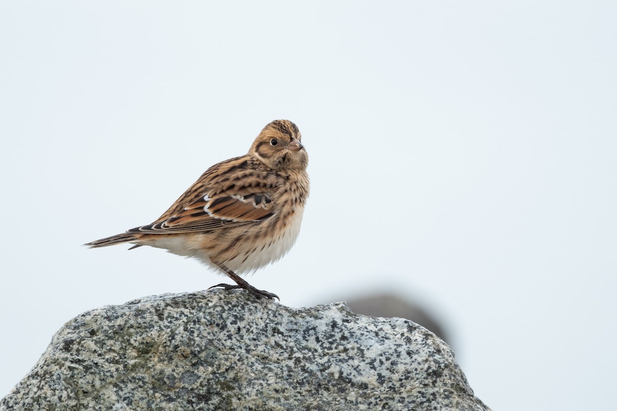 Lapland Longspur - Alex Leeder