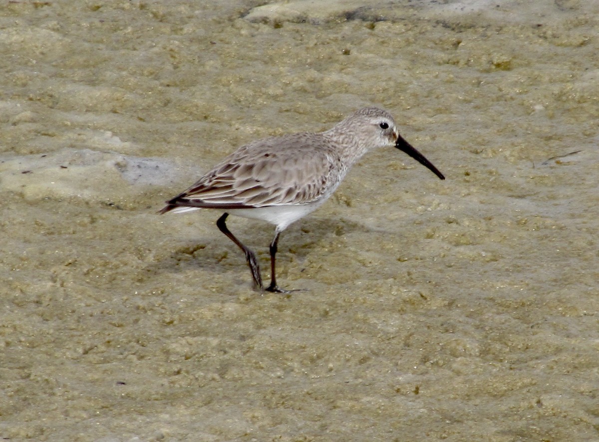 Dunlin - ML624010249