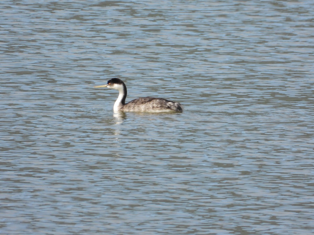 Western Grebe - ML624010269