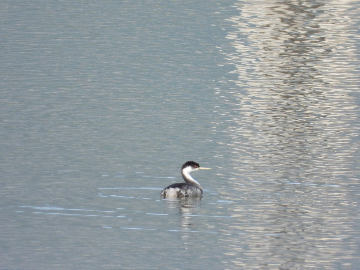 Western Grebe - ML624010270