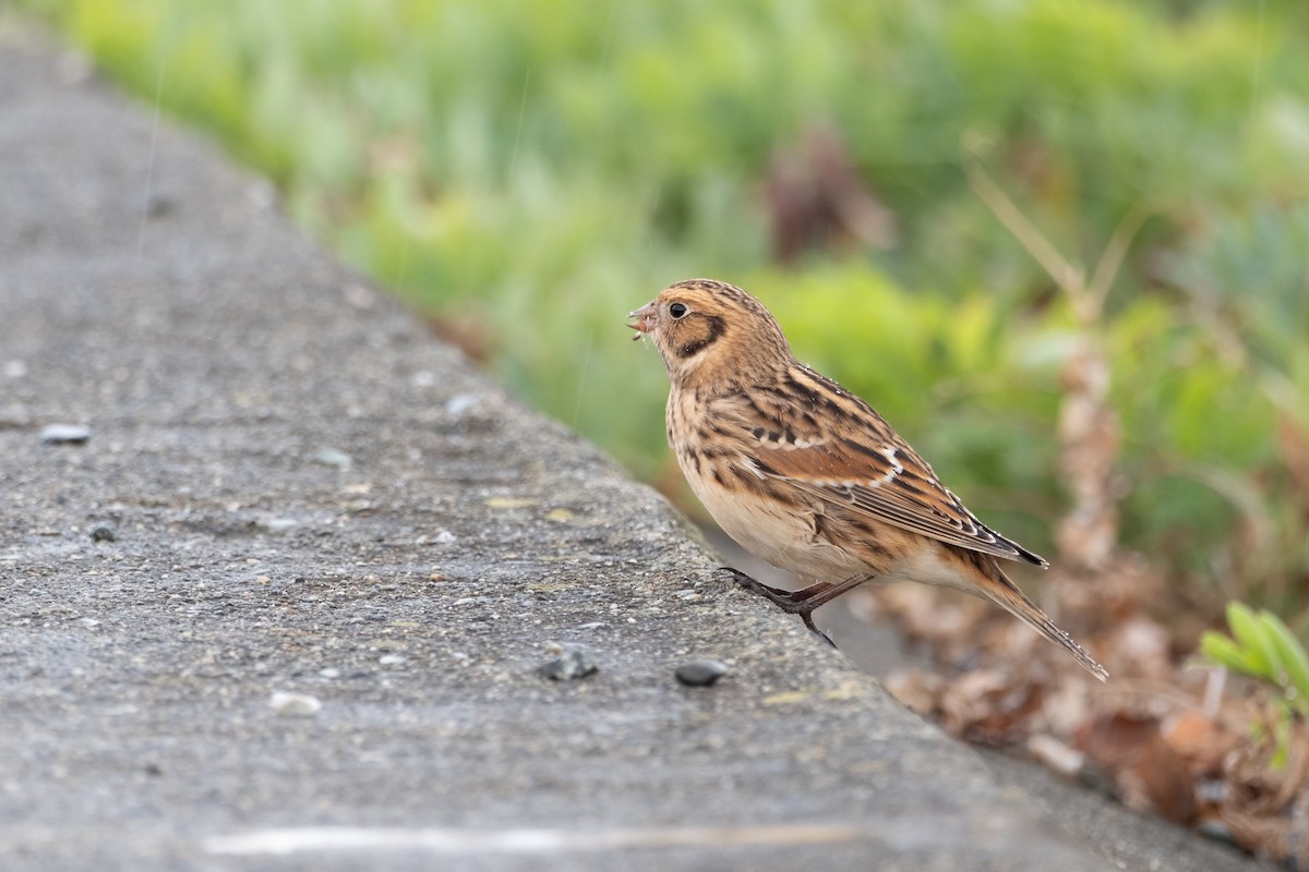 Lapland Longspur - ML624010274