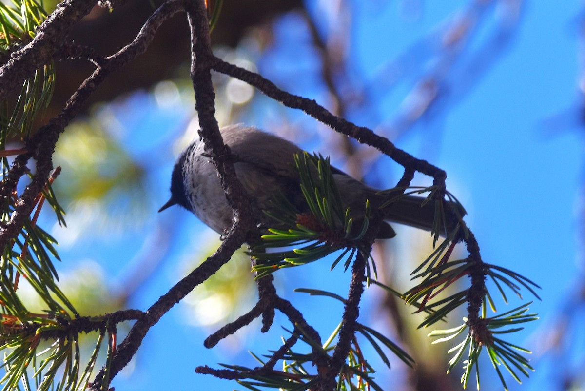 Mountain Chickadee - ML624010289