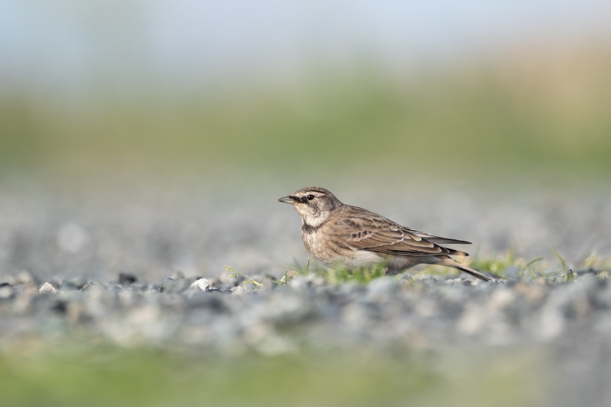 Horned Lark - ML624010297