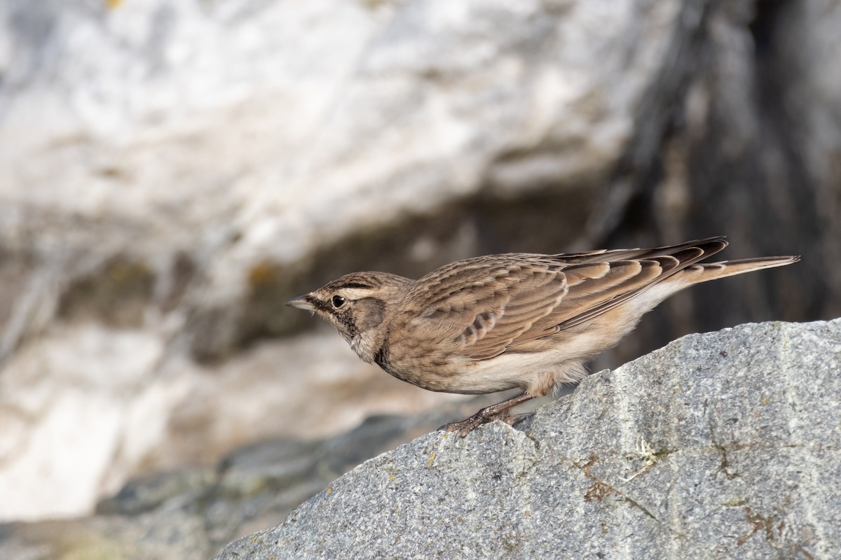 Horned Lark - ML624010299