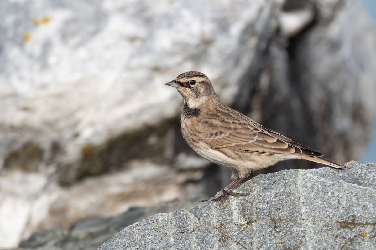 Horned Lark - ML624010300