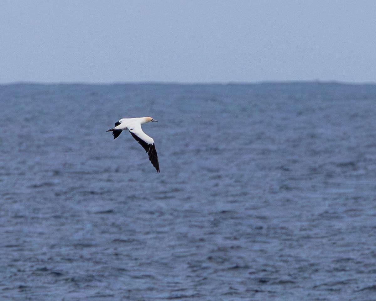 Cape Gannet - ML624010306