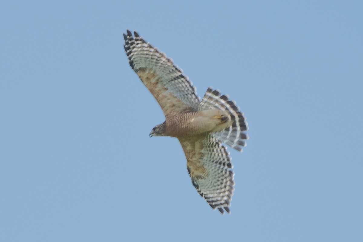 Red-shouldered Hawk - ML624010314