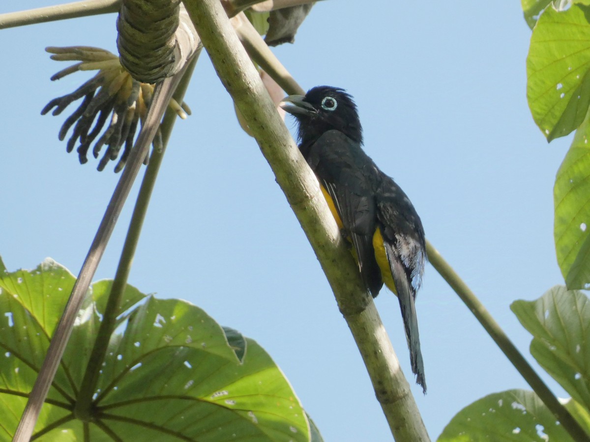 Trogon à tête noire - ML624010368