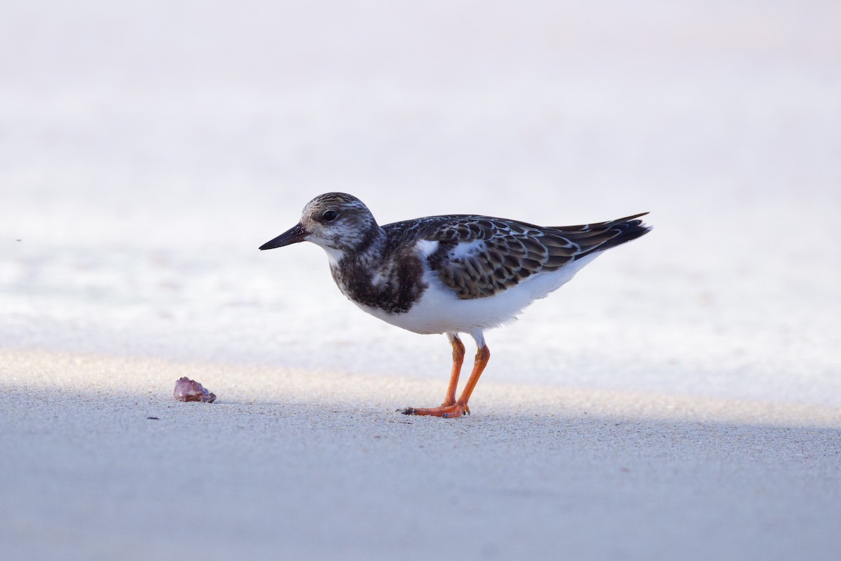 Ruddy Turnstone - ML624010377