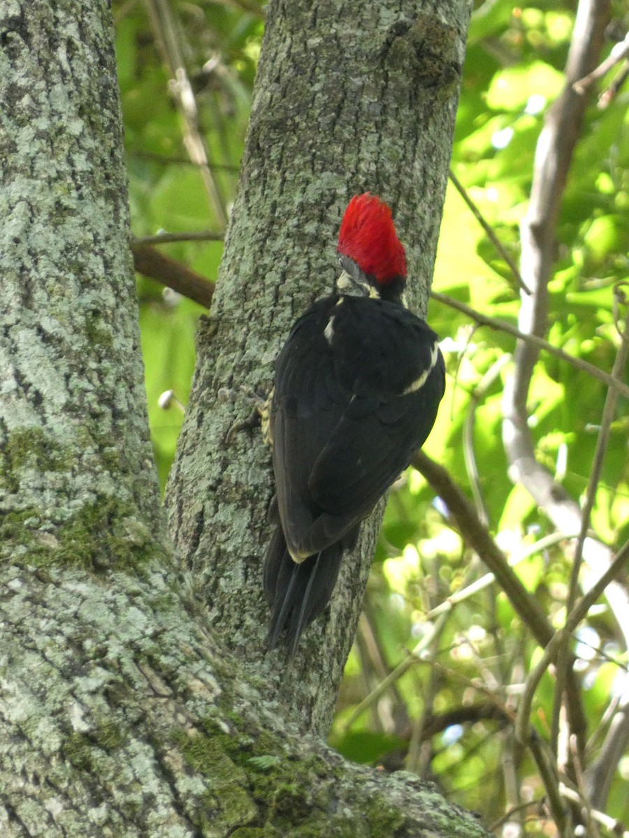 Lineated Woodpecker - ML624010380