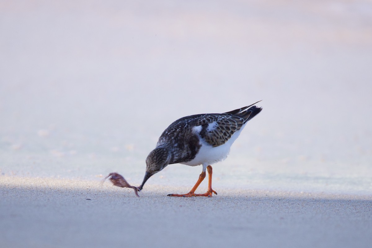 Ruddy Turnstone - ML624010384