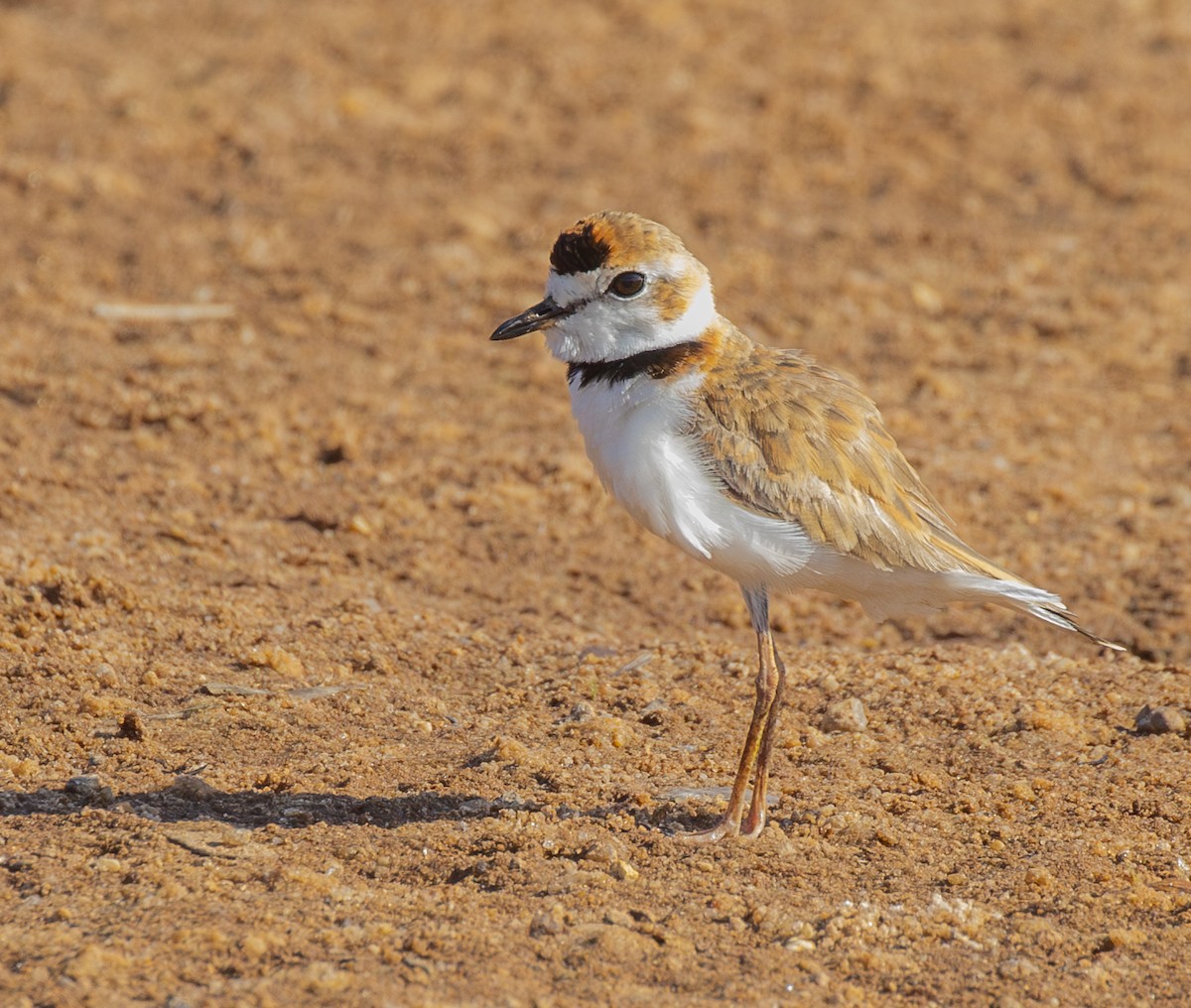 Collared Plover - ML624010385