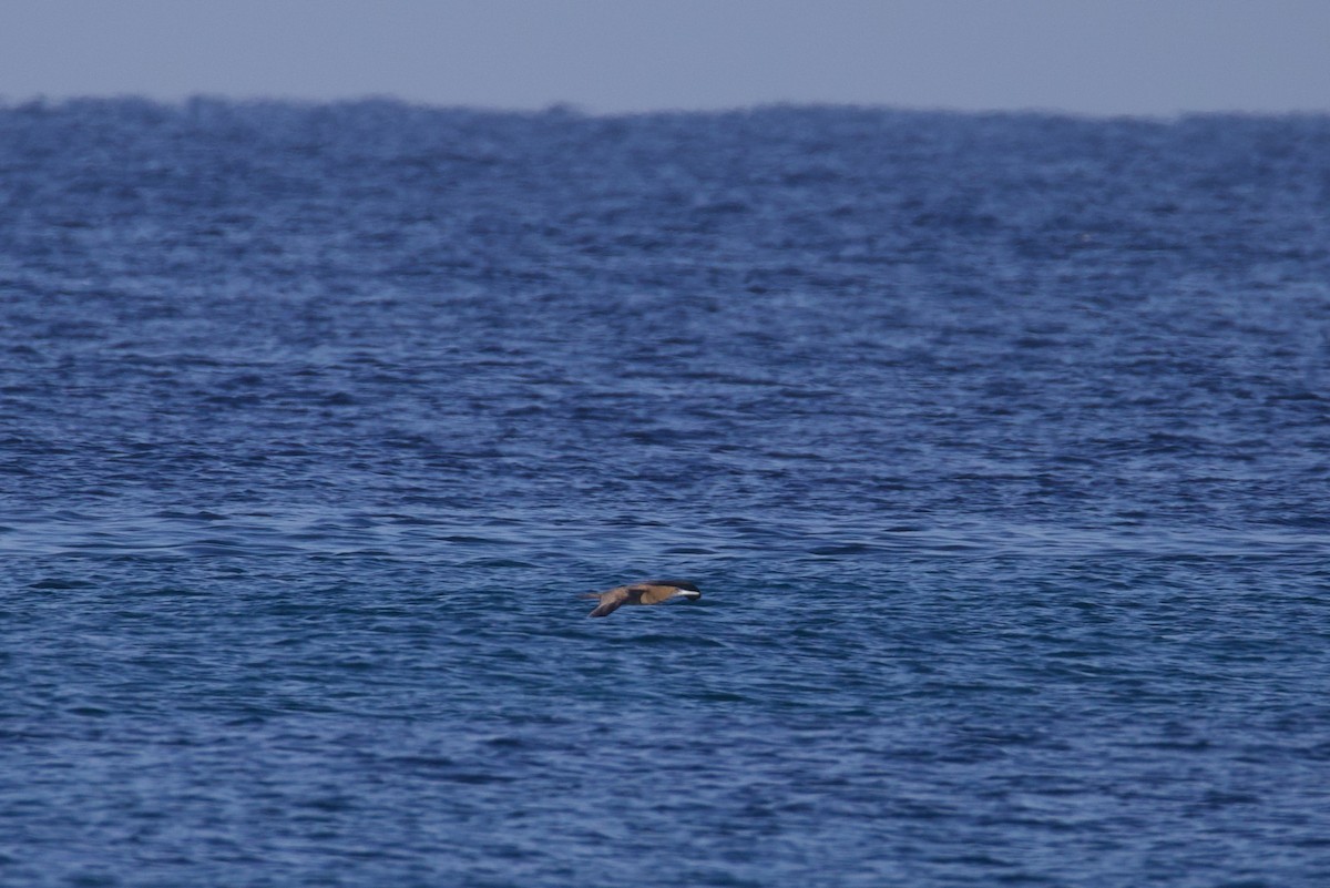 Brown Booby - ML624010401