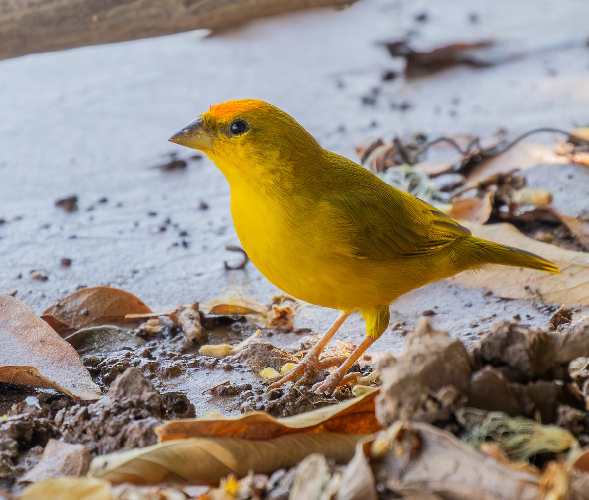 Orange-fronted Yellow-Finch - ML624010408