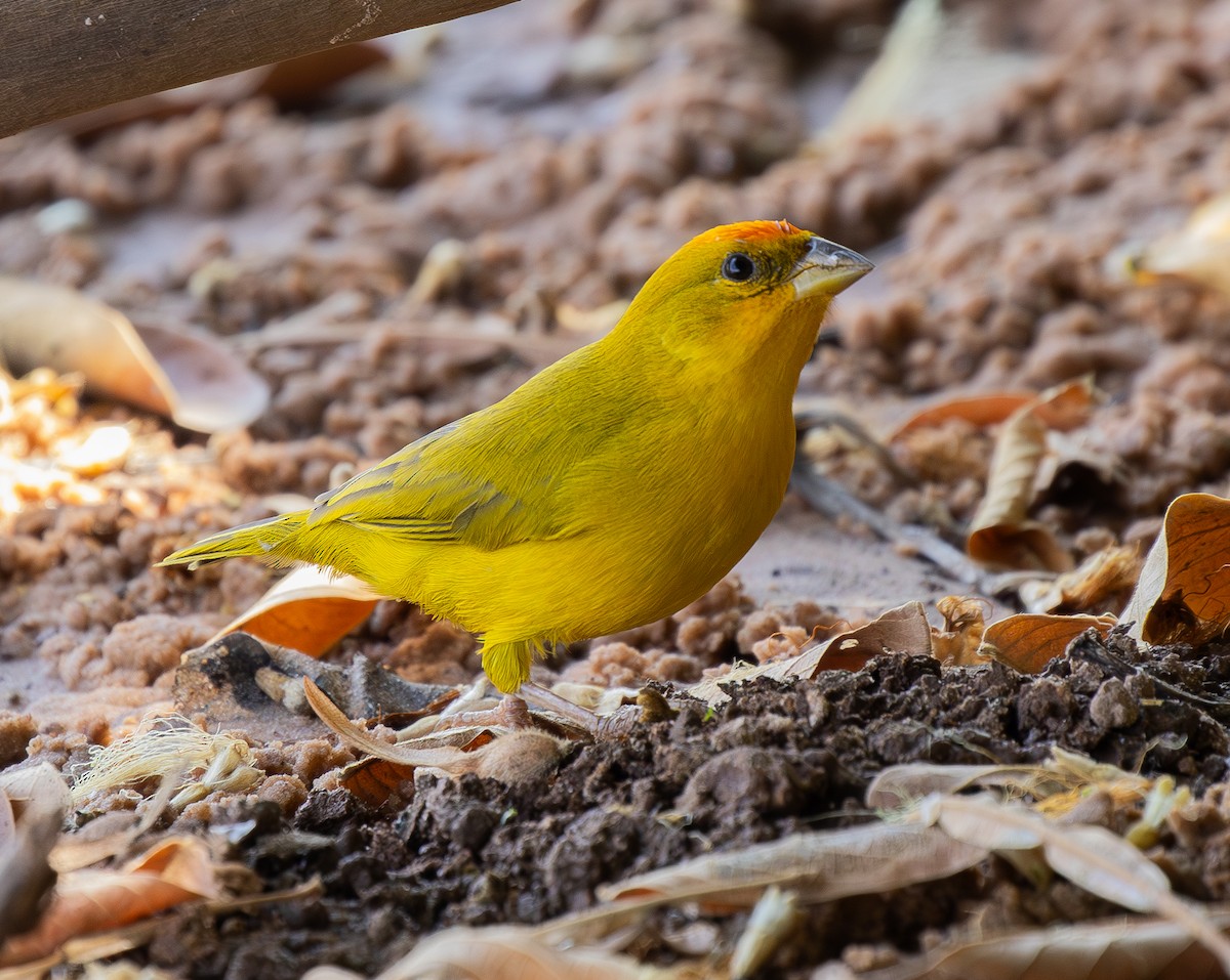 Orange-fronted Yellow-Finch - ML624010409