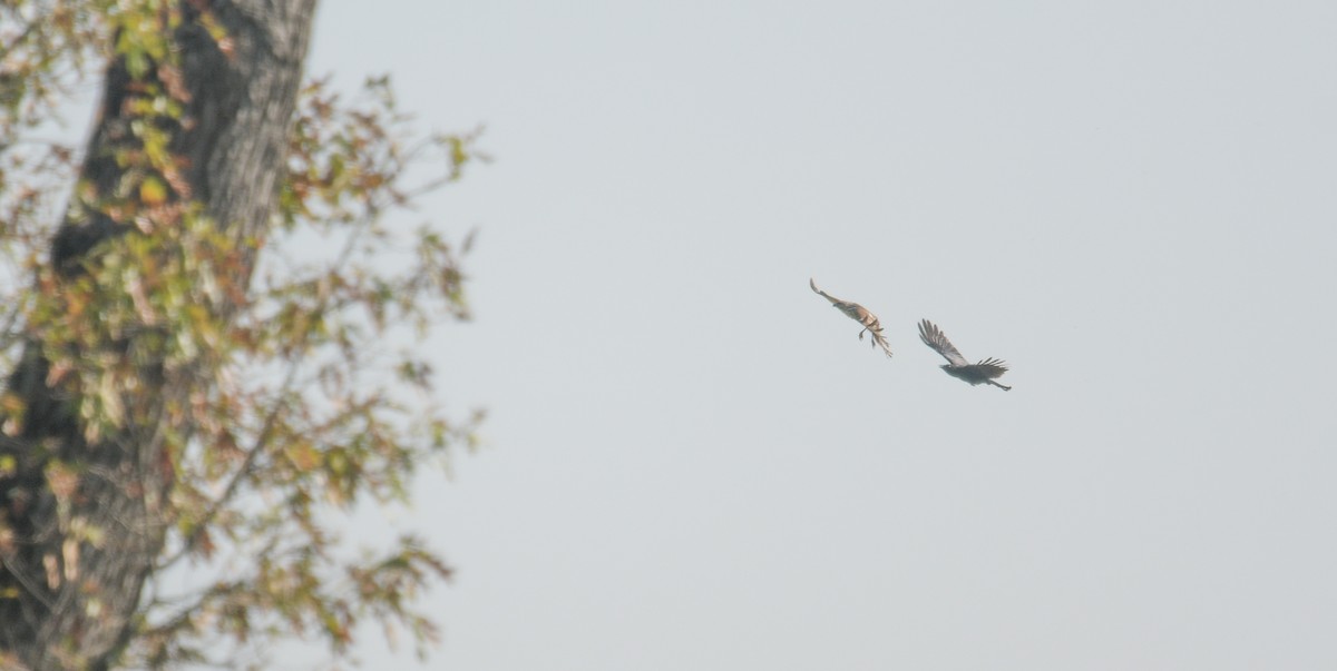 Red-shouldered Hawk - ML624010418