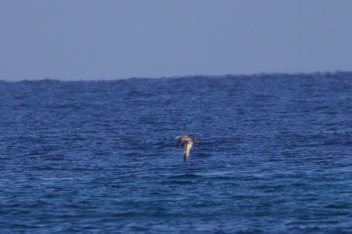 Brown Booby - ML624010419