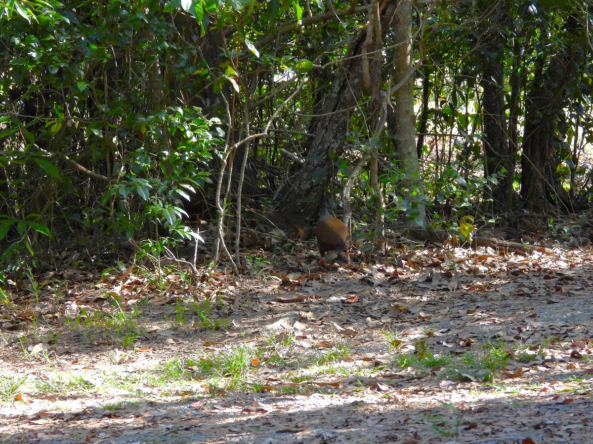 Orange-footed Megapode - ML624010423